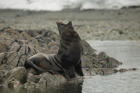 The voice of a fur seal