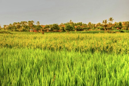Rice field in Canggu Bali