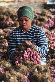 ibu dan bawang