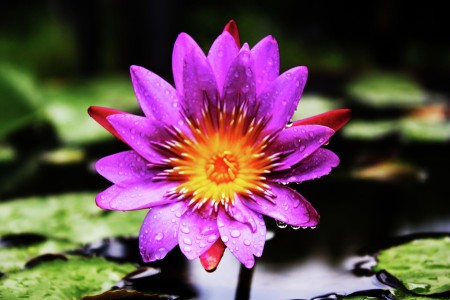 After Rain Lotus