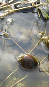 Snail