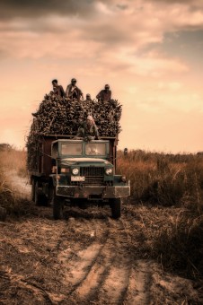 The SugarCane Workers