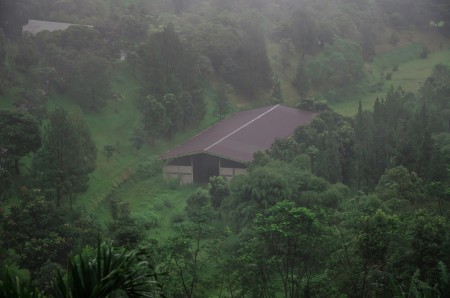 Fog