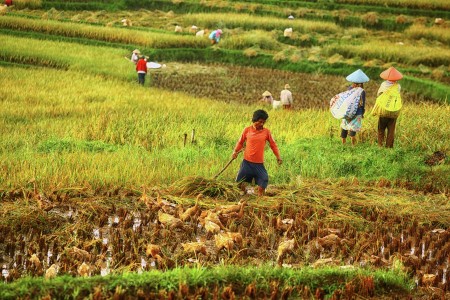 Harvest Time