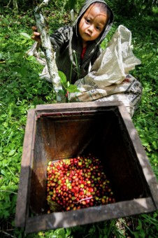 Petani kopi