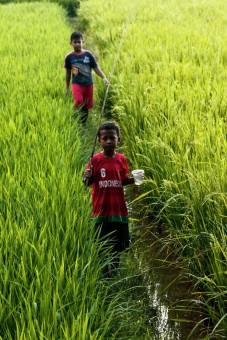 Mancing di SAWAH