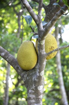 Jackfruit