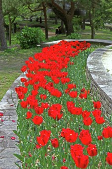 Red Tulip Flower