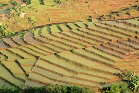 Rice field terraces
