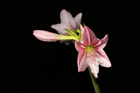 Flower..