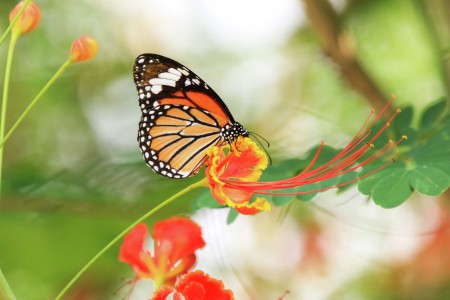 Beautiful butterfly sucking nectar