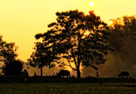 Mentari di Sore Hari