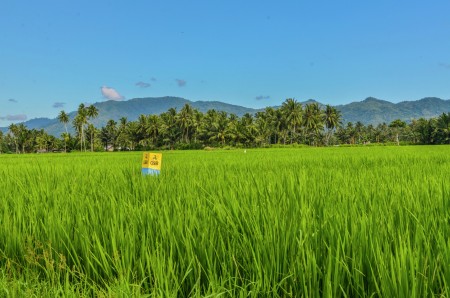 Minion Playing On a Rice Field