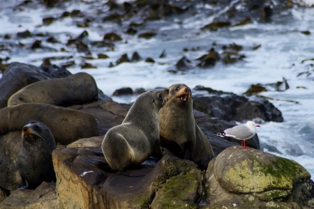 Seals On Rock