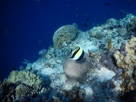 nice fish