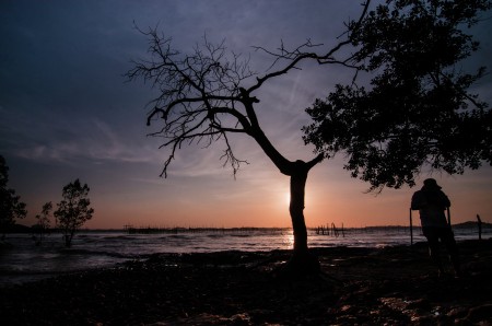 Pohon Sunset