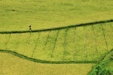 melintasi pematang sawah #2