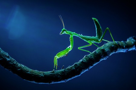 The Praying Mantis