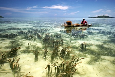 Harvesting seaweed