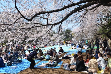 lunch under the sakura