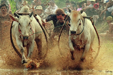 Menggigit ekor sapi (Biting the cow's tail).