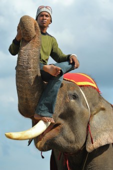 Elephant Tamer