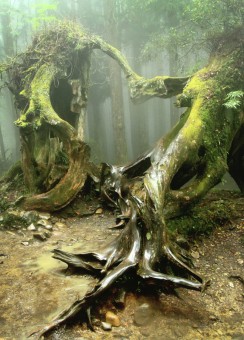Tree Of Love