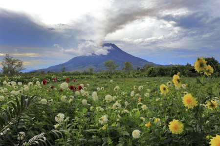 Flowers of Sinabung