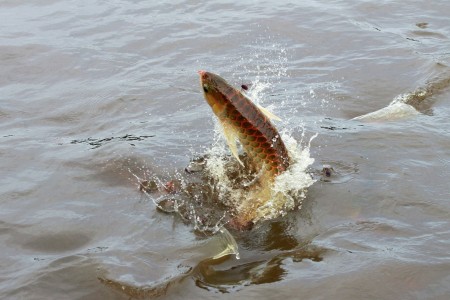 Dragon Fish