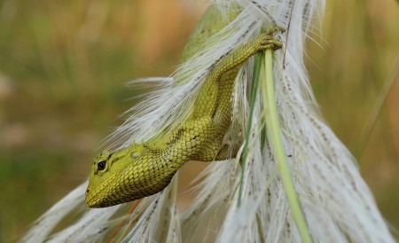 THE GREEN LIZARD