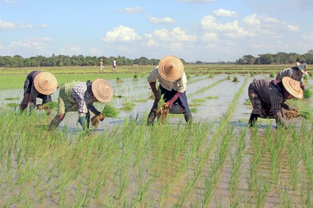 In the paddy field