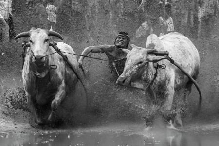 The Power of Pacu Jawi