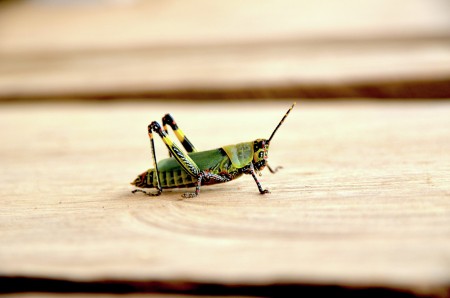 The Grasshopper
