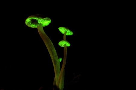 Fluorescence mushroom