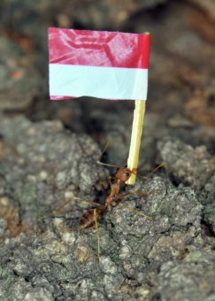 MERDEKA