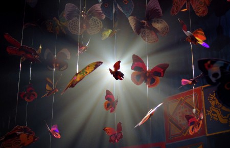 The Butterfy