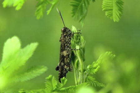 Grasshopper