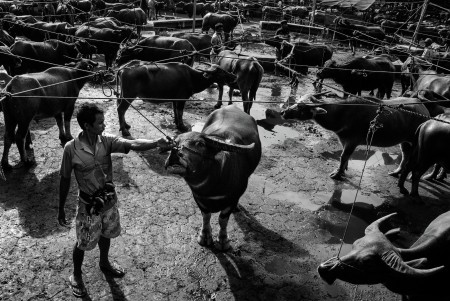 buffalo market