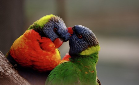 A bird's love