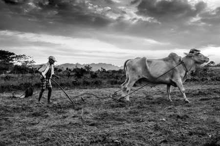 The Farmer