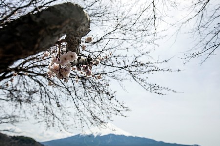 Hanami under Mt Fuji