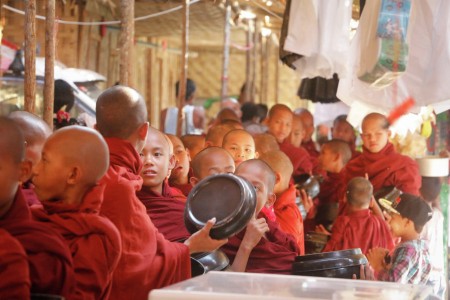 Burmese Novices