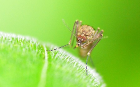 Mosquito