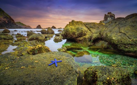Starfish in the Dusk
