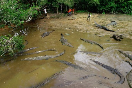 Handler and Crocodiles
