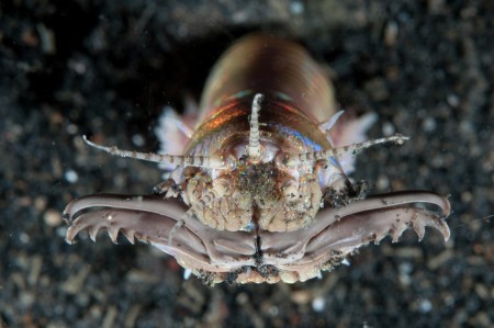Bobbit Worm