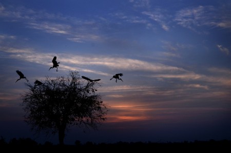 flying nature