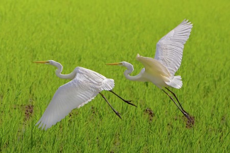 fly
