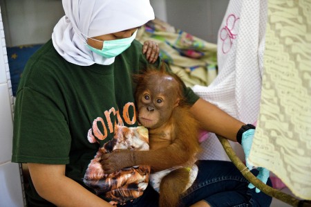 Orang Utan