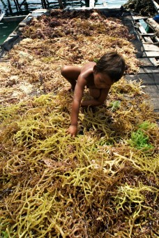 Seaweed farming